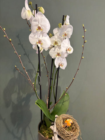 Phalaenopsis Orchid Plant